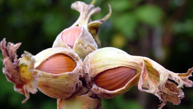 Fındık fiyatlarında spekülasyon uyarısı