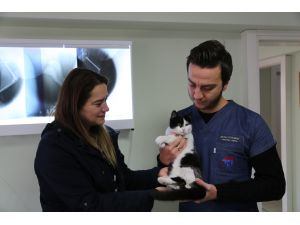 Bolu'da sokak hayvanlarının havalı tüfekle vurulduğu iddiası