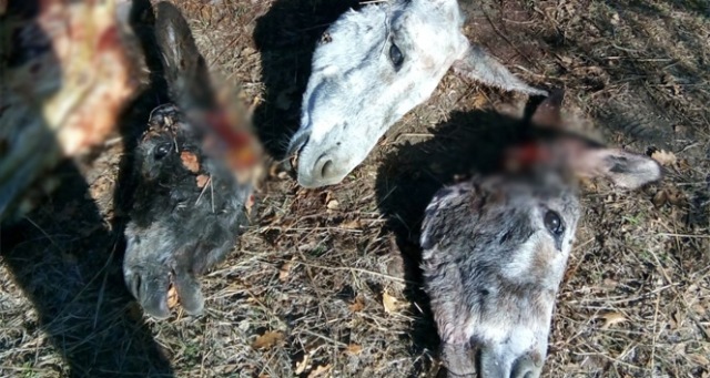 Eşekleri kesip, kemik ve başlarını bırakıp kaçtılar