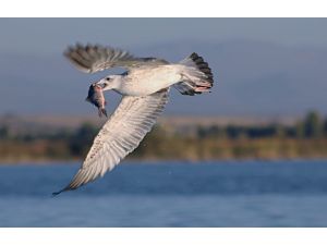 Çin sazanı kuşlara besin oluyor