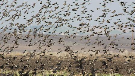 Manyas Gölü semalarında sığırcık kuşlarının görsel şöleni