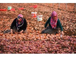 Mihalgazi'de çiftçilerin kış hazırlıkları