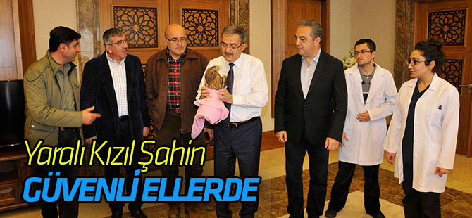 Yaralı Kızıl Şahin Tedavi Altında