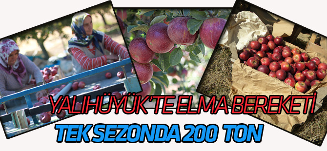 Yalıhüyük'te elma rekoltesi 200 ton