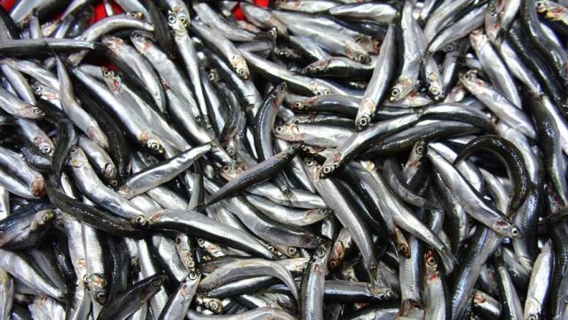 'Hamsi' zirveyi kaptırmıyor