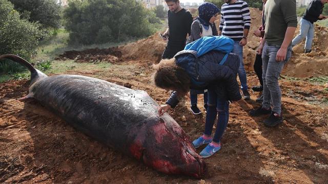Kıyıya vuran balinanın kemikleri müzede sergilenecek
