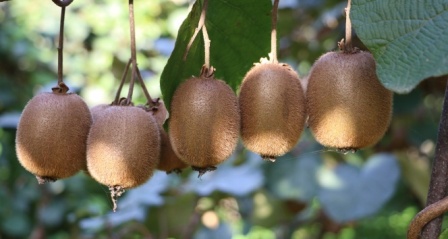 Rize'de kivi hasadı başladı