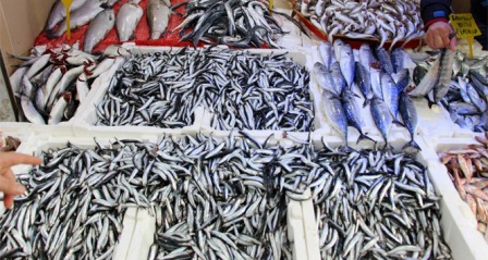 Hamsi bolluğu fiyatlara yansıdı