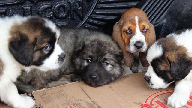 Pazar çantasından kaçak köpek yavruları çıktı