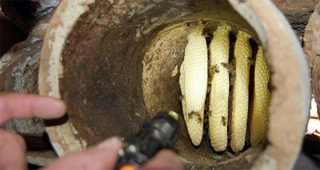 Bitlis'te dünya 3'üncüsü karakovan balının hasadı yapıldı