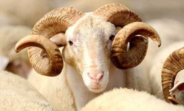 Karısından boşanan genç düğün yapıp koç kesti