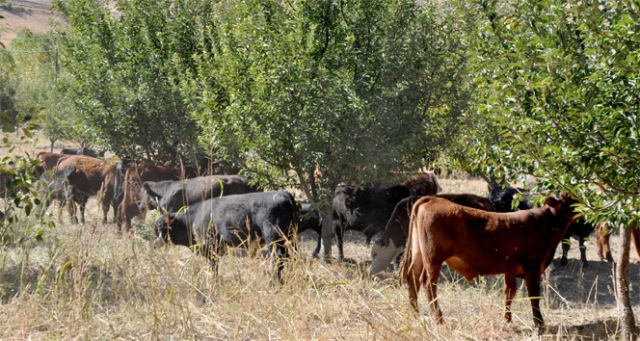 Kendi imkanıyla Angus çiftliği kurdu