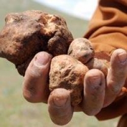 Bu mantarın afrodizyak etkisi var!