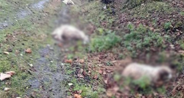 Aç kurtlar koyunları telef etti