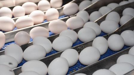 Yumurtaya 'yetiştirme şekli' damgası