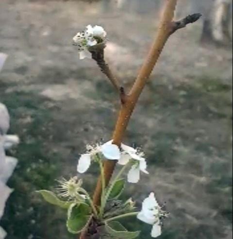 Kasım ayında erik fidanı çiçek açtı
