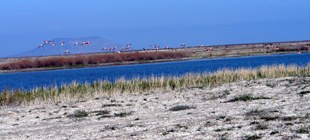 Flamingolar yeniden görülmeye başlandı
