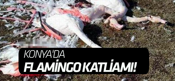 Konya'da flamingo katliamı!