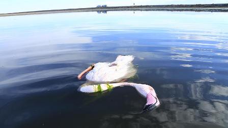 Bakanlık flamingoları vuranların peşinde