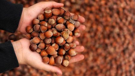 Türkiye üç ayda 100 bin ton fındık ihraç etti