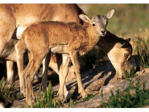 Nallıhan'da yaban koyunları çoğaldı