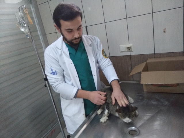 Yaralı kediye belediye sahip çıktı
