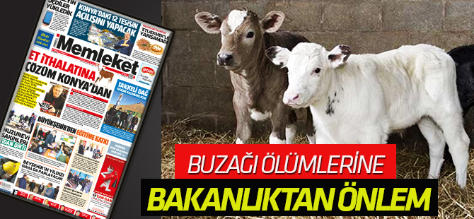 BUZAĞI ÖLÜMLERİNE ÇÖZÜM BULUNACAK