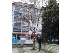 Seydişehir belediyesi ağaçları buduyor