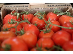 Sera ürünleri domatesin "ateşini" düşürdü
