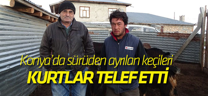 Ahırlı'da sürüden ayrılan keçileri kurtlar telef etti