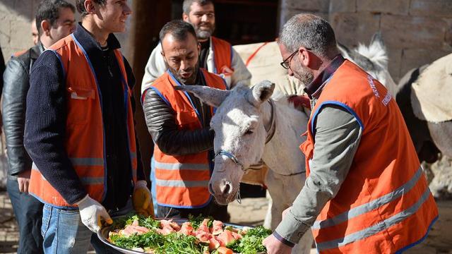 'Emekli edilen' eşekler için Mozart ve Beethovenlı tören