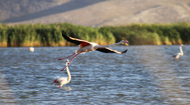 Koruma altındaki "kuş cenneti" misafirlerini ağırlıyor