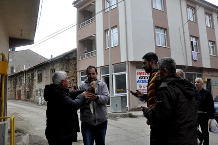 Yaralı şahin tedavi edilecek