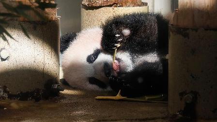 Japonya'da panda yavrusu görücüye çıktı