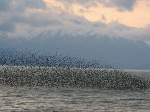 Beyşehir Gölü'nde sığırcıkların görsel şöleni