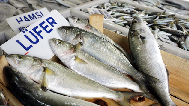 Kilogram fiyatı 150 liraya ulaşan lüferde bolluk beklentisi