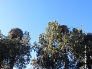 Leylekler Vadisi’ndeki yuvalardan dünyaya canlı yayın