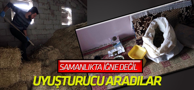 Polis samanlıkta dirgenle uyuşturucu aradı