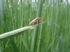 ÇİFTÇİLERE ''KIMIL'' UYARISI