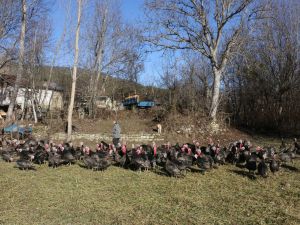 Bolu'daki yaylalarda beslenen hindiler yılbaşına hazır