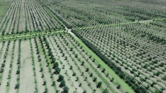 Karatay'da herkesin bir dikili ağacı var