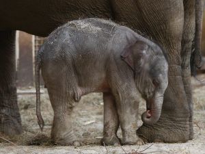 Belçika'da fil yavrusuna yoğun ilgi