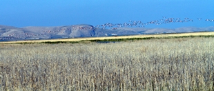 Yağışlar Akgöl Sazlığı'nı kurtaramayacak