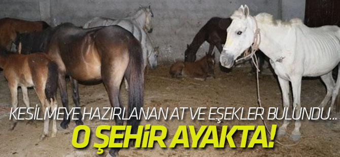 Adana ayakta! Operasyon üzerine operasyon yapılıyor...