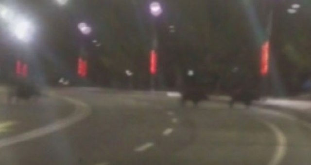 Üniversite kampüsünü domuzlar bastı