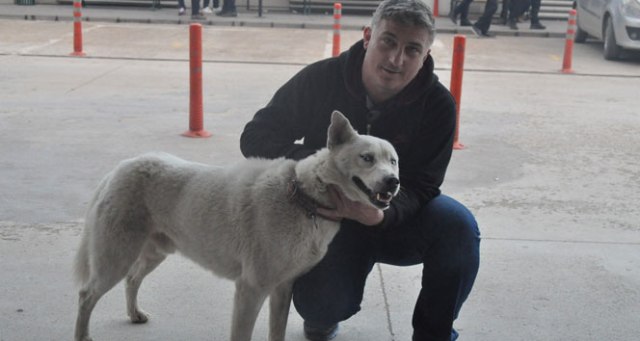 Sadık köpek acil kapısında sahibini böyle bekledi