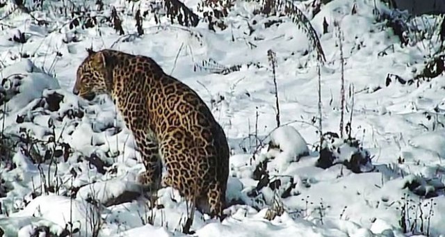 Putin’in leoparı doğaya salındı