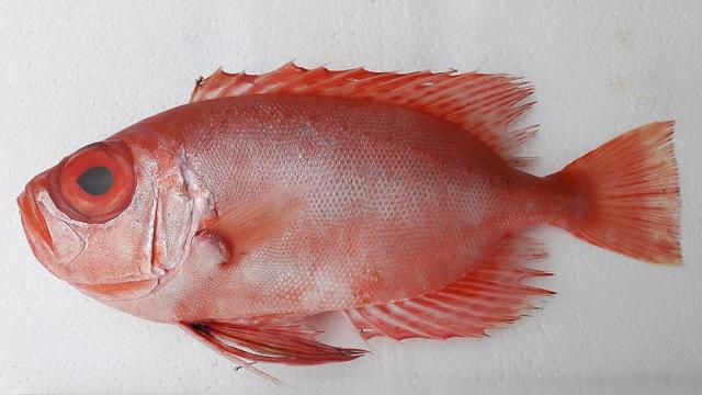 Türkiye'de ilk defa 'mandagöz' görüldü