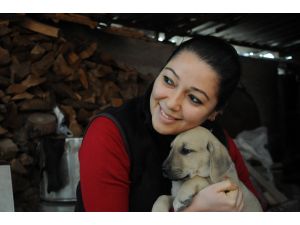 Sahipsiz yavru köpekler için "talep yağıyor"