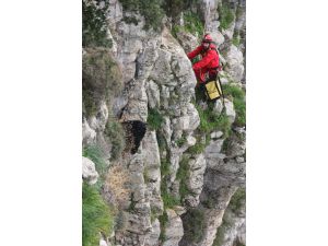 Sarp arazide mahsur kalan keçileri AKUT ekibi kurtardı